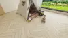 Ламинат Alpine Floor Herringbone 10, LF107-03 Дуб Лацио 600 х 100 х 10 mm